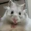 おもちのプロフィール画像