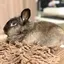 ぽんちゃんのプロフィール画像