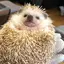 彩香のプロフィール画像