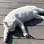 aoのプロフィール画像