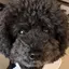 きょんちのプロフィール画像