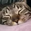 はのプロフィール画像