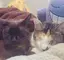 くろねこのプロフィール画像