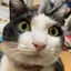 ゆうかっちょのプロフィール画像