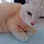 あっぱらのプロフィール画像