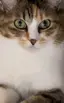 ああああのプロフィール画像