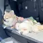 ゆのプロフィール画像