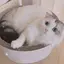 Na-のプロフィール画像