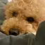 koaのプロフィール画像