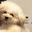 あんなのプロフィール画像