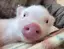 あすか🐷のプロフィール画像