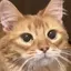 わーのプロフィール画像