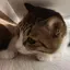 Yのプロフィール画像