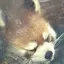 マロのプロフィール画像