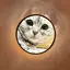 もんのプロフィール画像