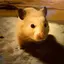 あお樹のプロフィール画像