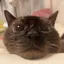 さちゃのプロフィール画像