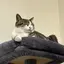 ゴマ坊ちゃんのプロフィール画像