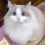わこのプロフィール画像