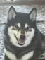 hingchaのプロフィール画像