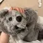 ぽものプロフィール画像