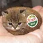 🥝のプロフィール画像
