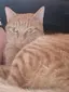saraのプロフィール画像