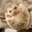 がーちゃんのプロフィール画像