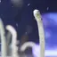 眠子のプロフィール画像