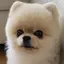 ayuのプロフィール画像