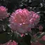 Kのプロフィール画像
