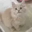 陽愛のプロフィール画像