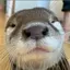 カオチのプロフィール画像