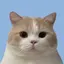 ねこちのプロフィール画像