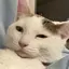 はなのプロフィール画像