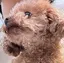ayumiのプロフィール画像