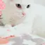 リッチ&チャミのプロフィール画像