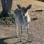 ふうかのプロフィール画像