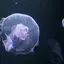 N.Aのプロフィール画像