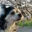ゆめきのプロフィール画像
