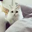 Kのプロフィール画像