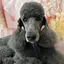 Rieのプロフィール画像