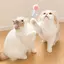 aのプロフィール画像