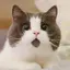 Kのプロフィール画像