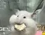 ふちゃんのプロフィール画像