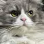 のんのプロフィール画像