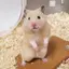 もりもんのプロフィール画像