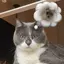 yoyoのプロフィール画像