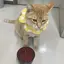 ひなのプロフィール画像