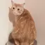 かわむらのプロフィール画像